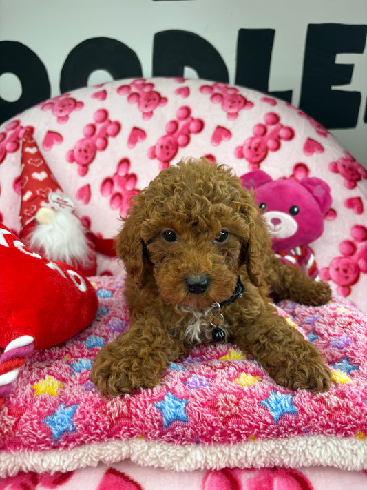Dark Red Male Toy Poodle (Deposit Only ‼️ Please Read DESCRIPTION Below‼️)
