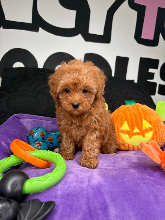 Pop The Teacup Poodle 🐩 (Deposit Only ‼️Please Read The Description Below‼️)