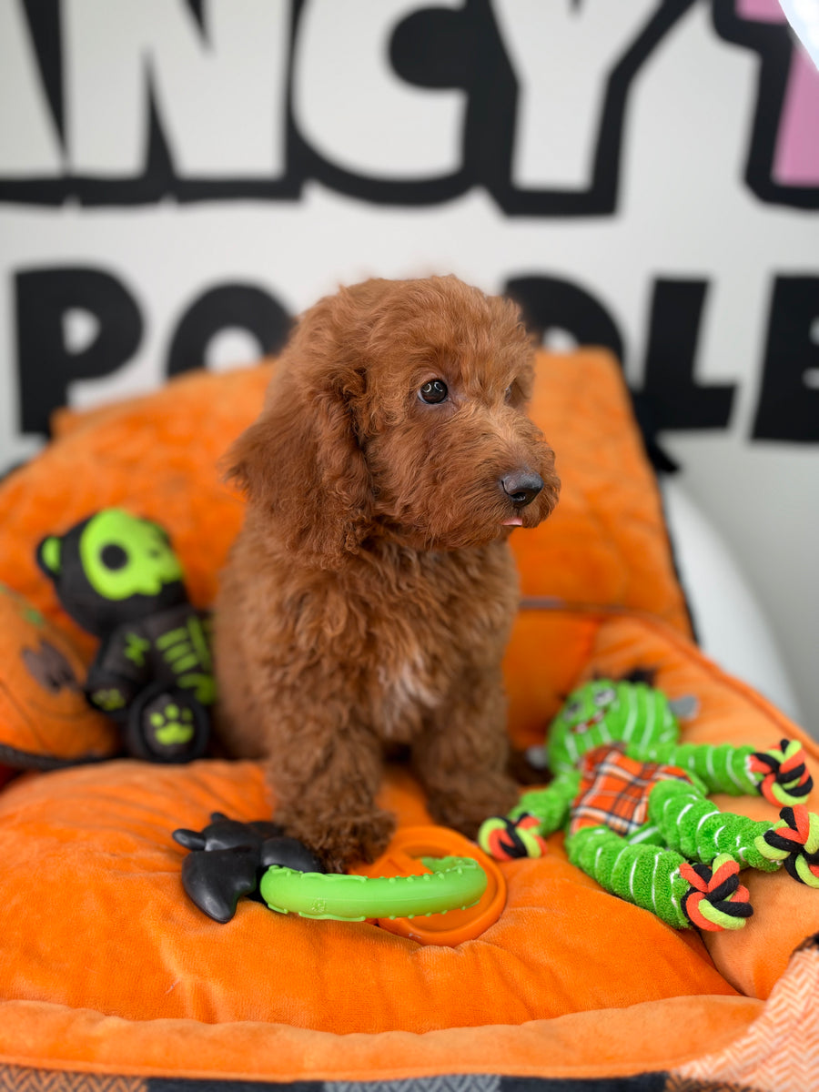Red Male Miniature Poodle (Deposit Only ‼️ Please Read The DESCRIPTION Below‼️)