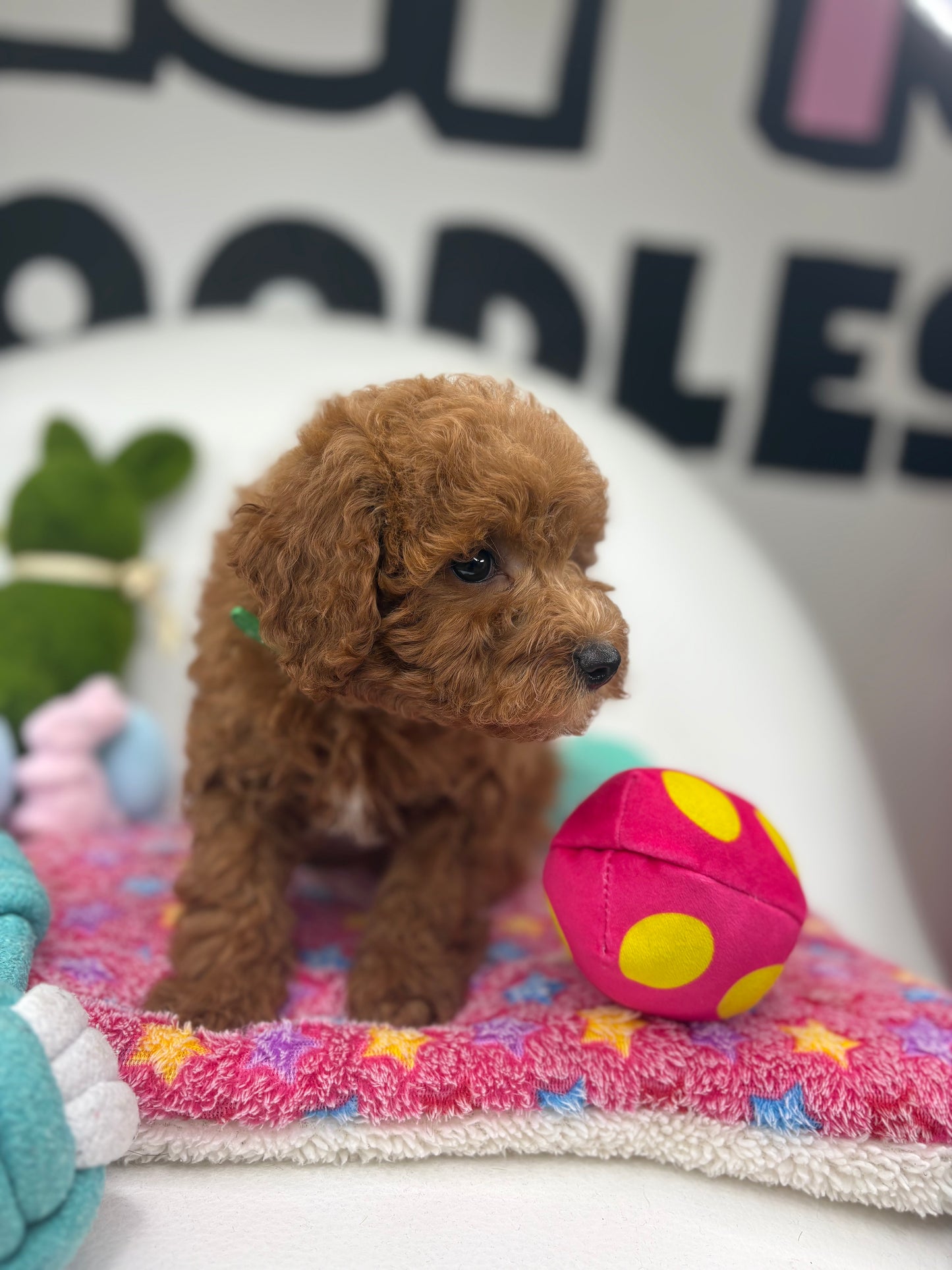 Red Male Toy Poodle ‼️(Deposit Only ‼️ Please Read The Description Below ‼️)