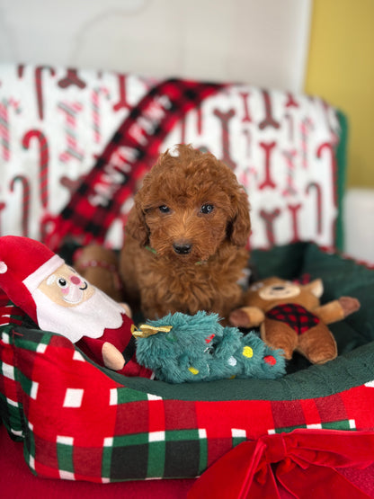 Dark Red Male Toy Poodle (Deposit Only, Please Read The Description Below‼️)