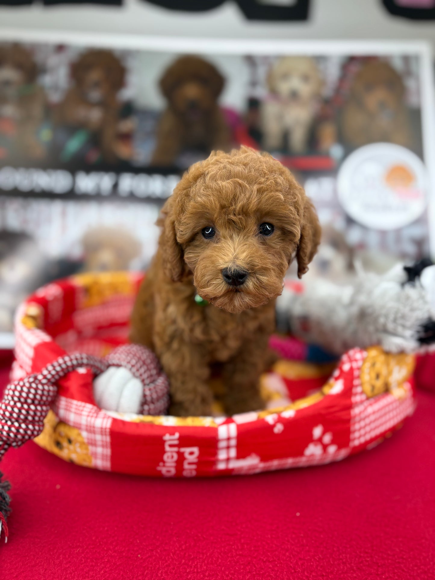 Dark Red Female Toy Poodle (Deposit Only‼️Please Read The Description Below‼️)
