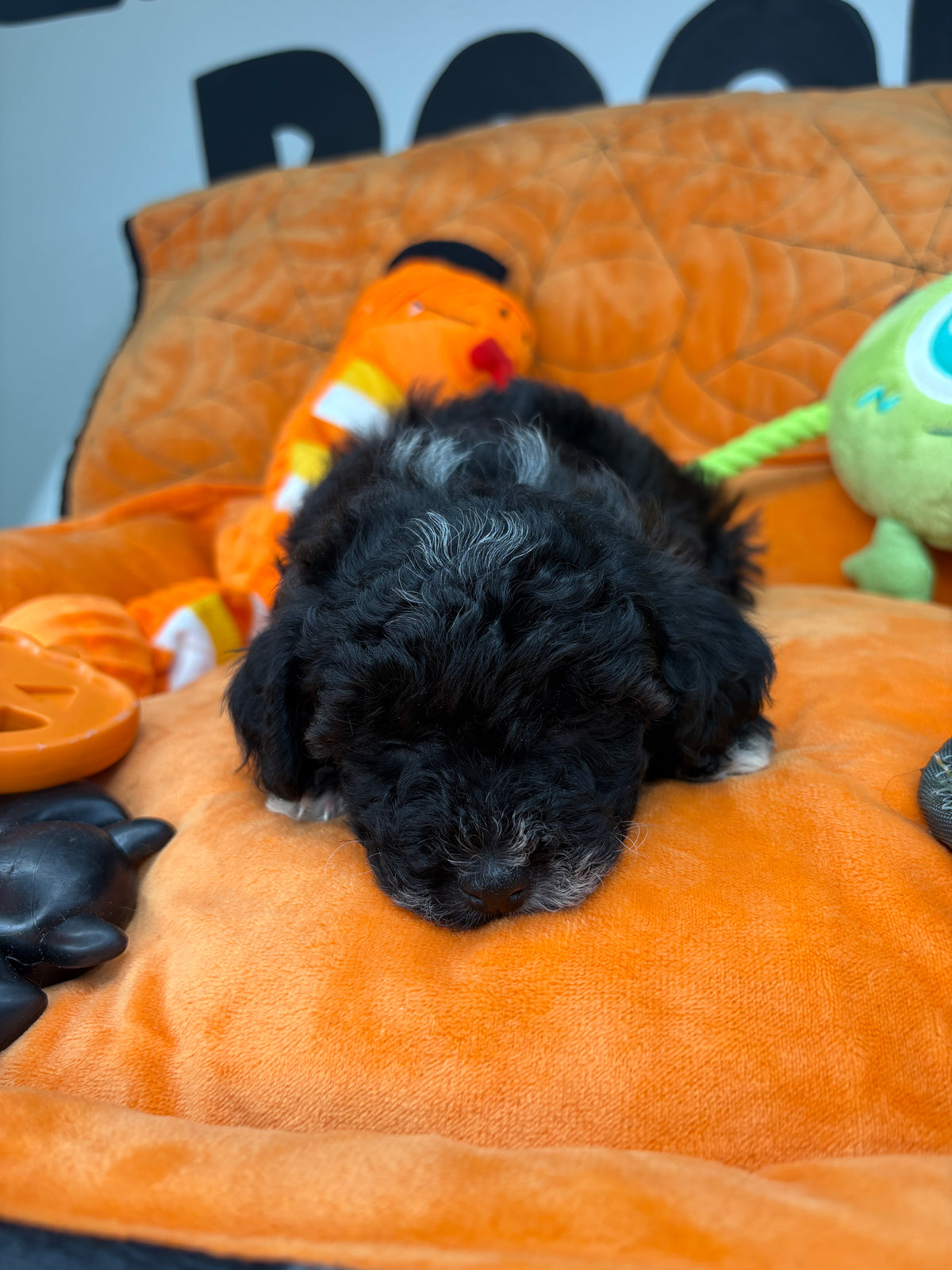 Tiny Black and White Female Male Toy Poodle (Deposit Only, Please Read The Description Below‼️)