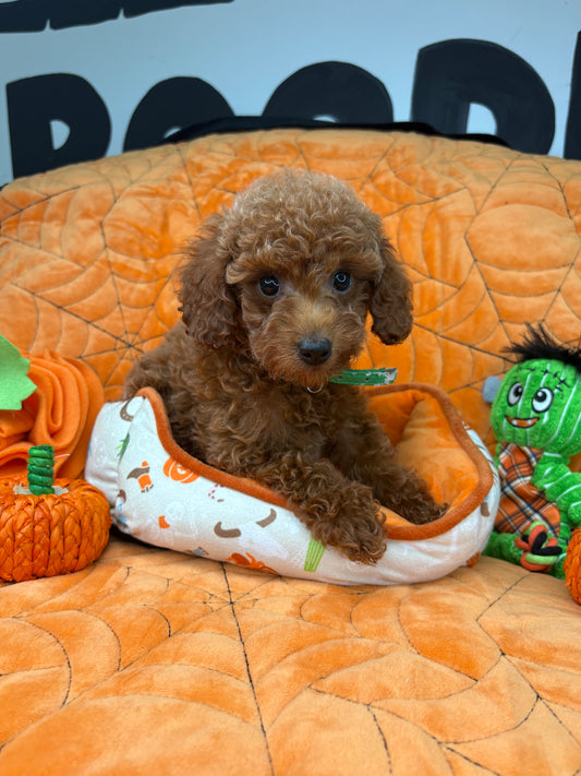 Red Male Teacup Poodle (Deposit Only‼️ Please Read The Description Below‼️)