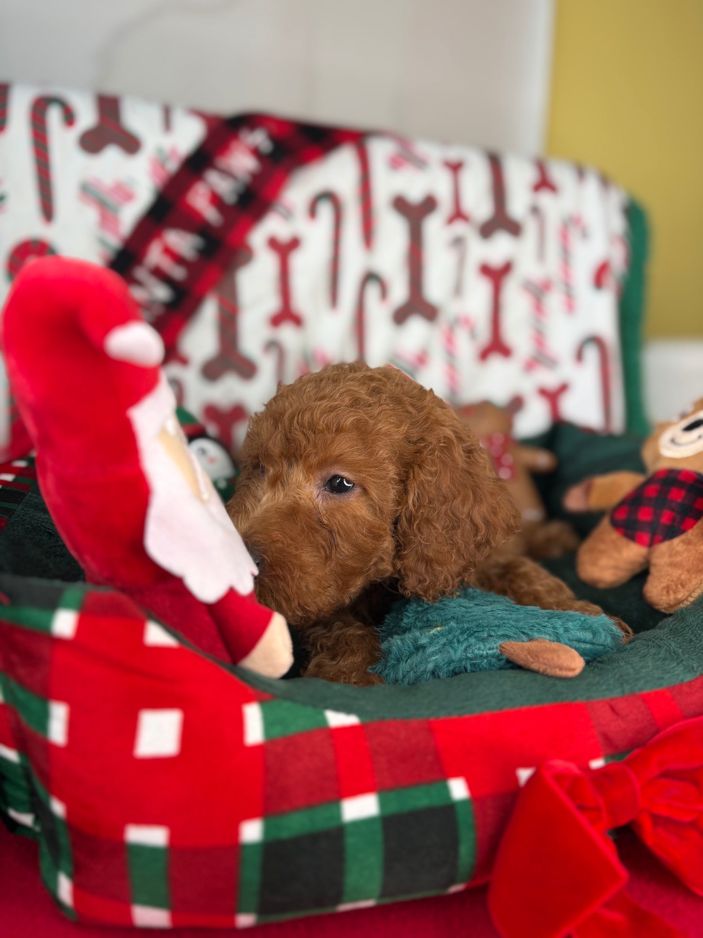 Red Male Miniature Poodle (Deposit Only ‼️ Please Read The DESCRIPTION Below‼️)