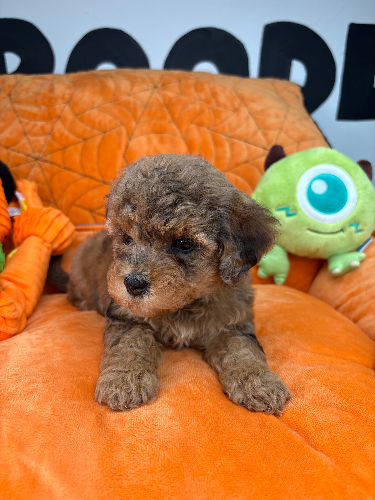 Merle Female Teacup Poodle ‼️(Deposit Only ‼️ Please Read The Description Below ‼️)