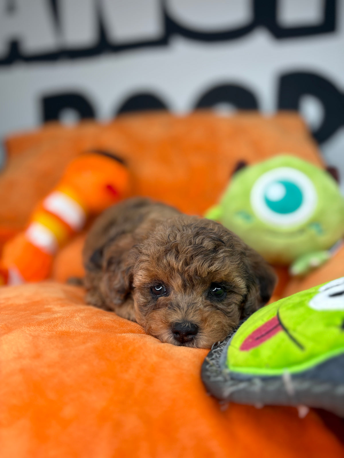 Merle Female Teacup Poodle ‼️(Deposit Only ‼️ Please Read The Description Below ‼️)