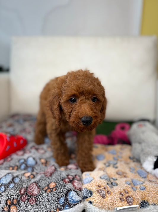 Red Male Toy Poodle (Deposit Only‼️Please Read The Description Below‼️)