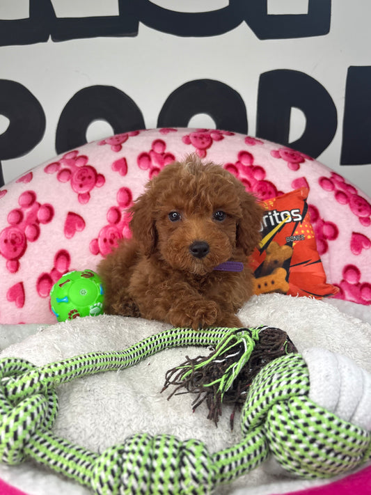 Red Male Toy Poodle ‼️ (Deposit Only Please Read The DESCRIPTION Below‼️