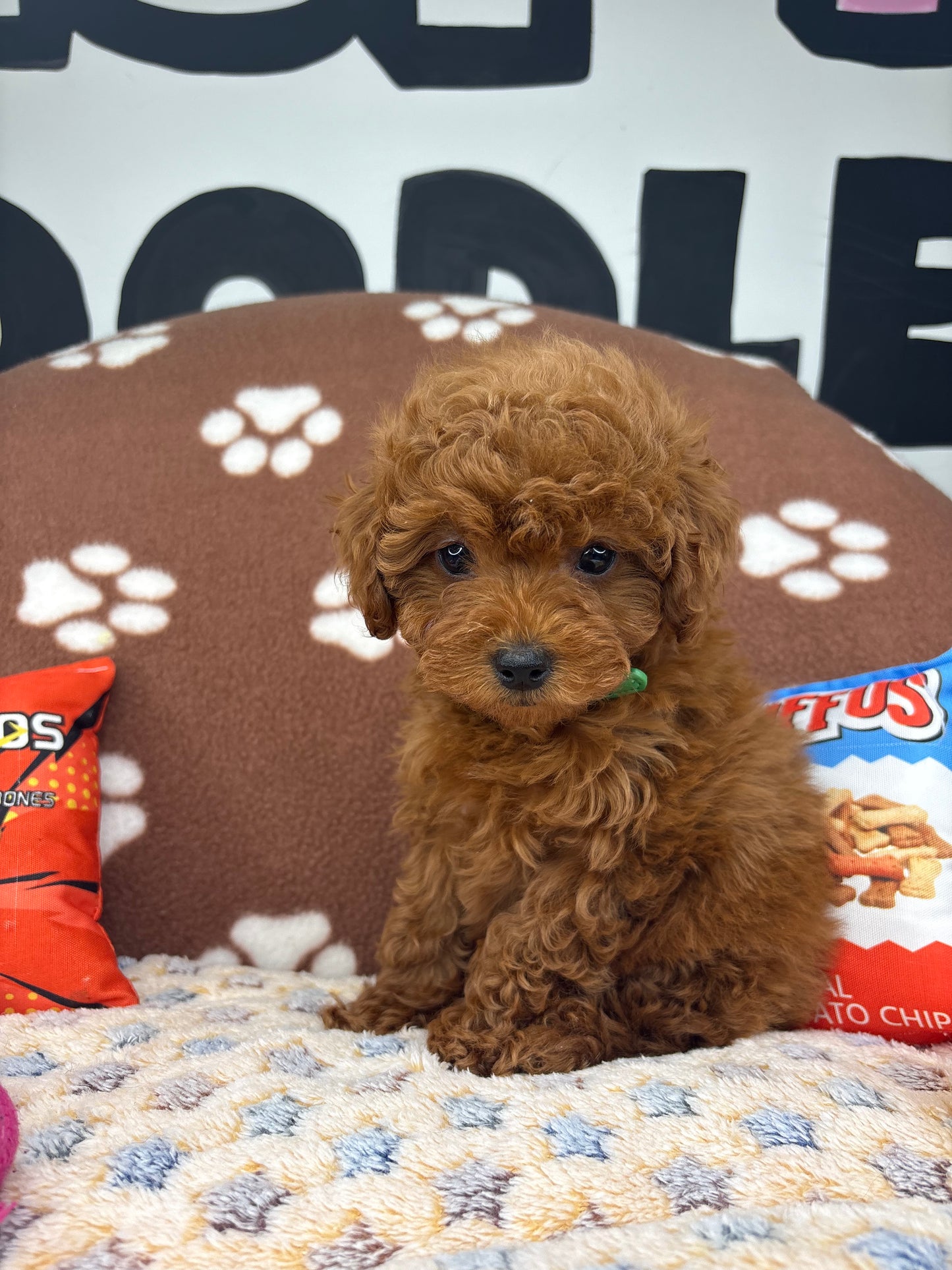 Dark Red Male Toy Poodle 🐩 (Deposit Only‼️Please Read The Description Below‼️)