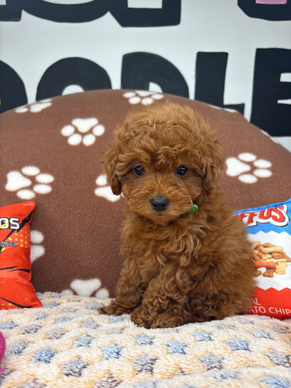 Dark Red Male Toy Poodle 🐩 (Deposit Only‼️Please Read The Description Below‼️)