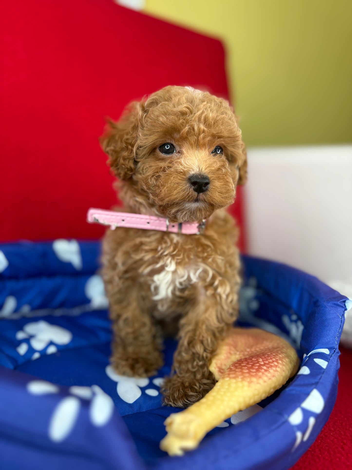 Female Teacup Poodle “Twin 2” (Deposit Only‼️ Please Red The DESCRIPTION Below‼️)