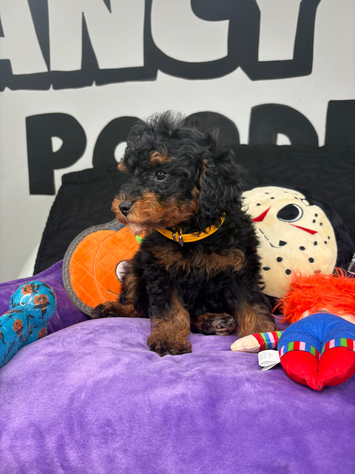 Red Phantom Male Toy Poodle (Deposit Only‼️Please Read The Description Below‼️)