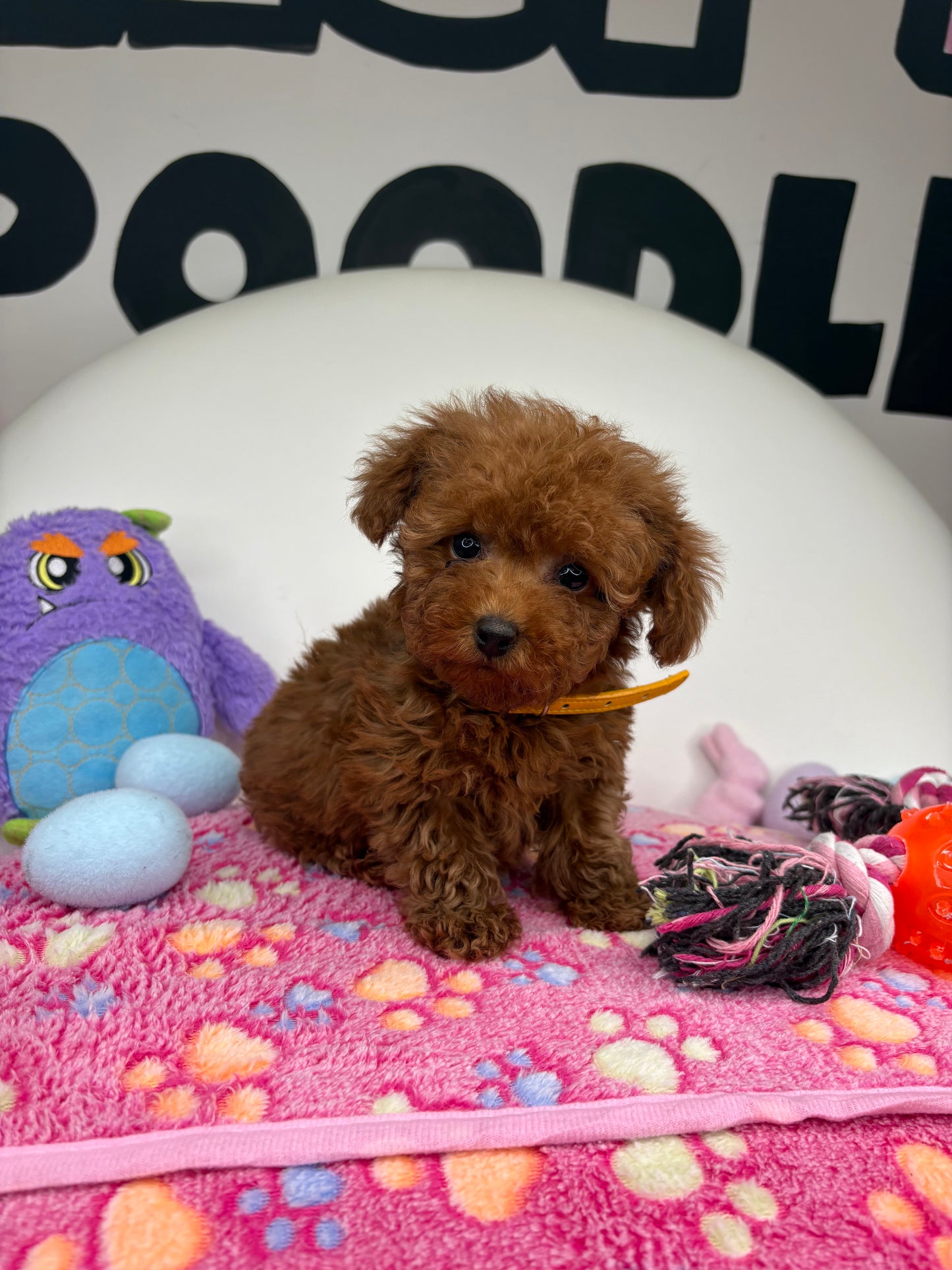 Dark Red Male Micro Poodle (Deposit Only ‼️ Please Read DESCRIPTION Below‼️)