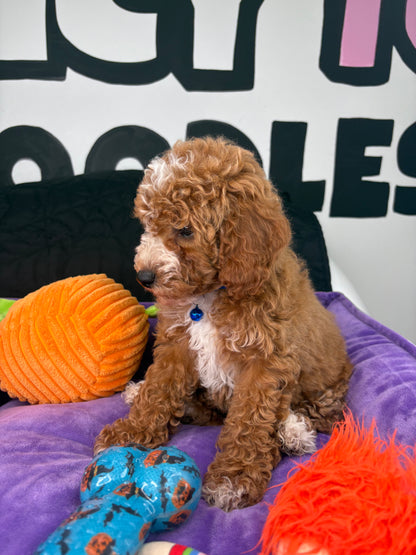 Red Male Miniture Poodle (Deposit Only, Please Read The Description Below‼️)