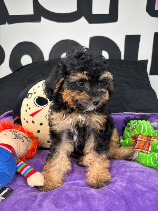 Apricot Male Teacup Poodle (Deposit Only‼️Please Read The Description Below‼️)