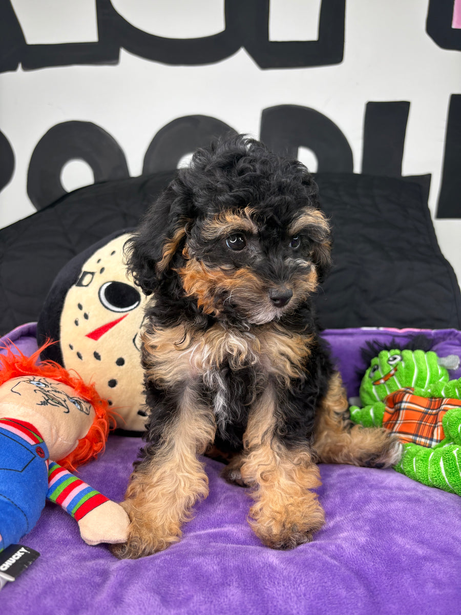 Apricot Male Teacup Poodle (Deposit Only‼️Please Read The Description Below‼️)