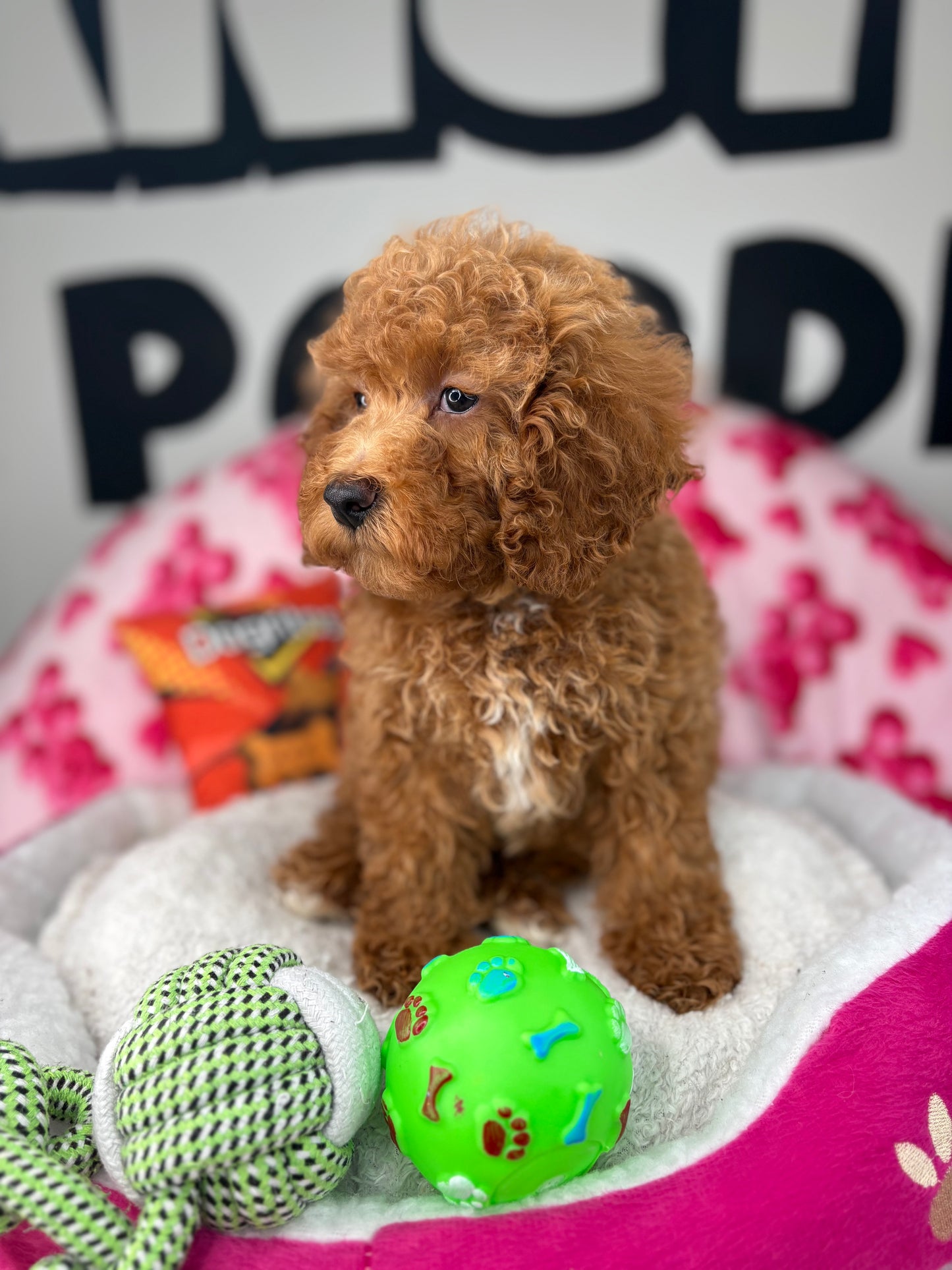 Apricot Male Miniature Poodle (Deposit Only ‼️ Please Read The DESCRIPTION Below‼️)