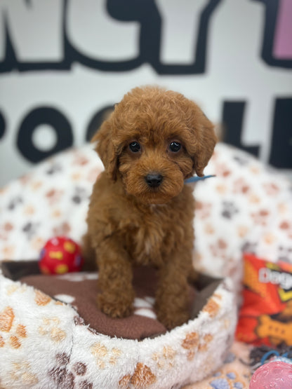 Red Female Toy Poodle ‼️ (Deposit Only Please Read The DESCRIPTION Below‼️