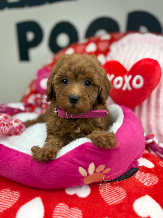 Red Female Toy Poodle ( Deposit Only, Please Read The DESCRIPTION Below‼️)