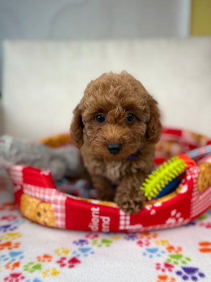 Apricot Female Toy Poodle (Deposit Only‼️Please Read The Description Below‼️)