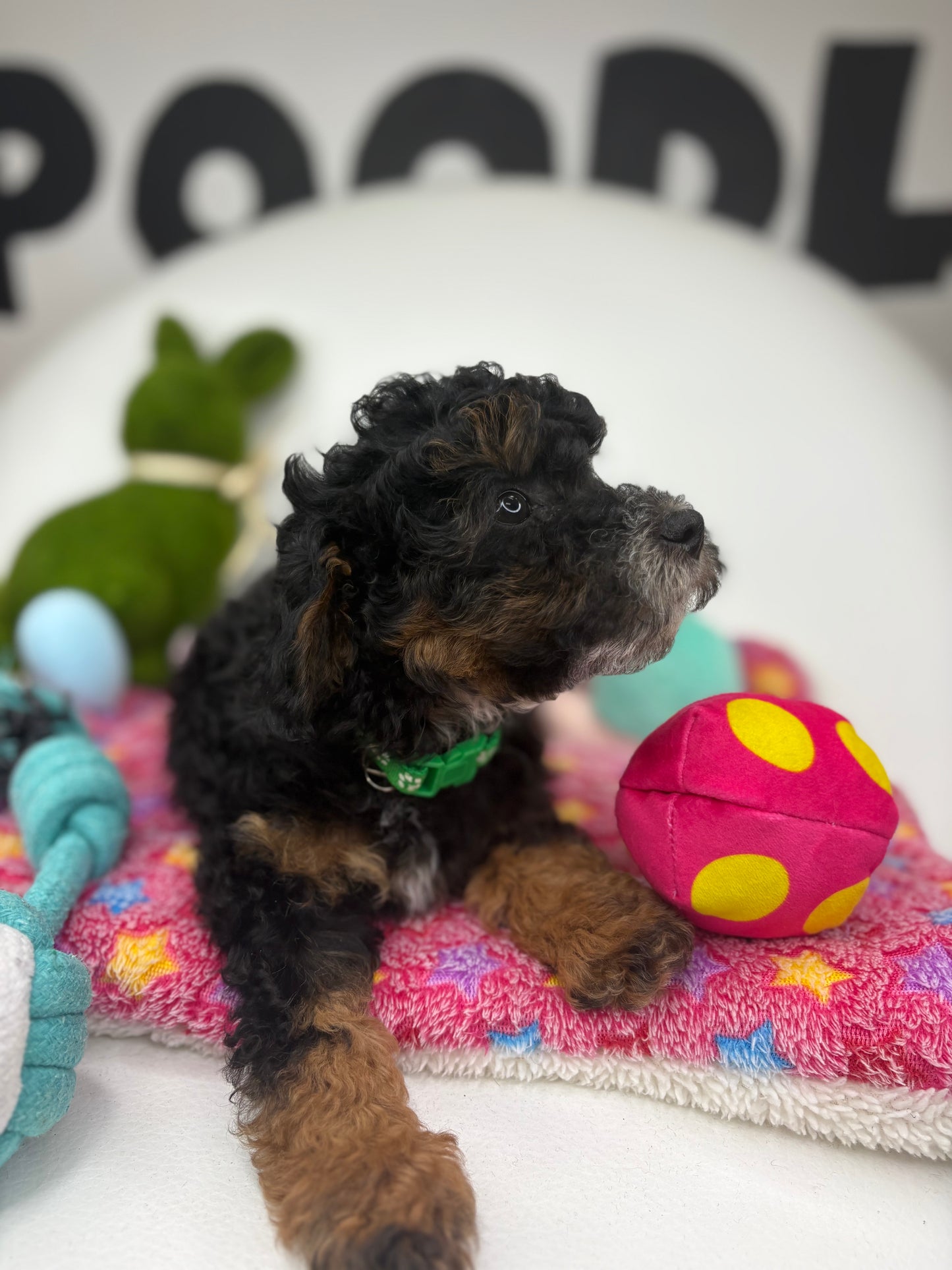 Red Phantom Male Toy Poodle (Deposit Only‼️Please Read The Description Below‼️)