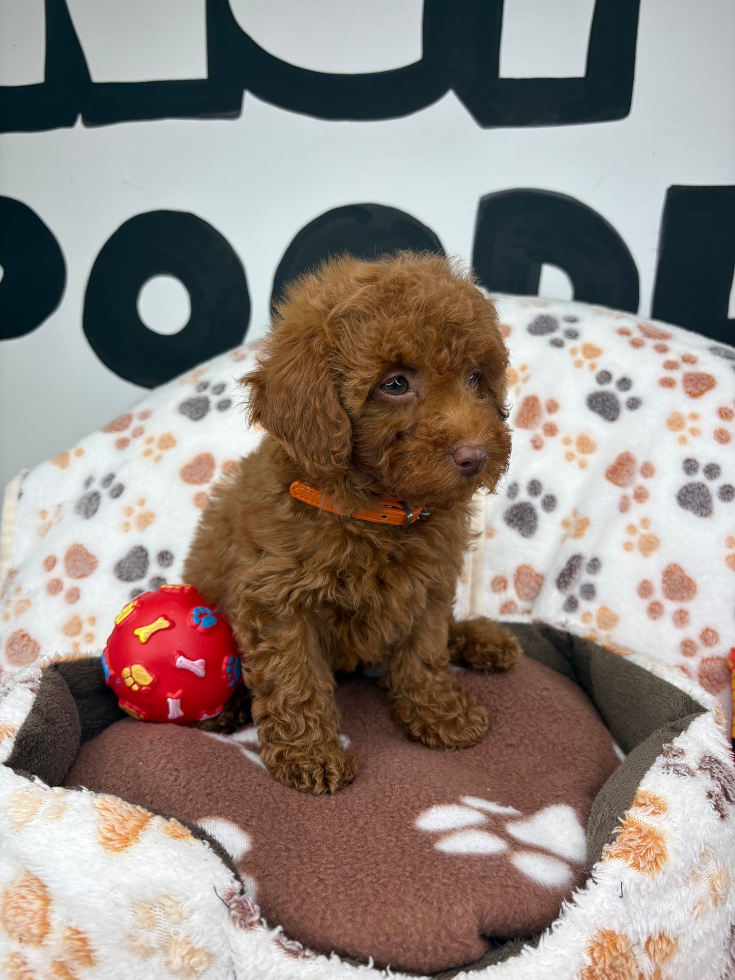 Red Male (Red Nose) Toy Poodle (Deposit Only ‼️ Please Read DESCRIPTION Below‼️)