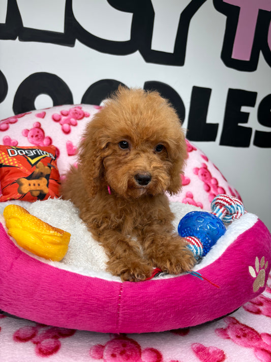 Apricot Male Teacup Poodle (Deposit Only‼️ Please Read The Description Below‼️)