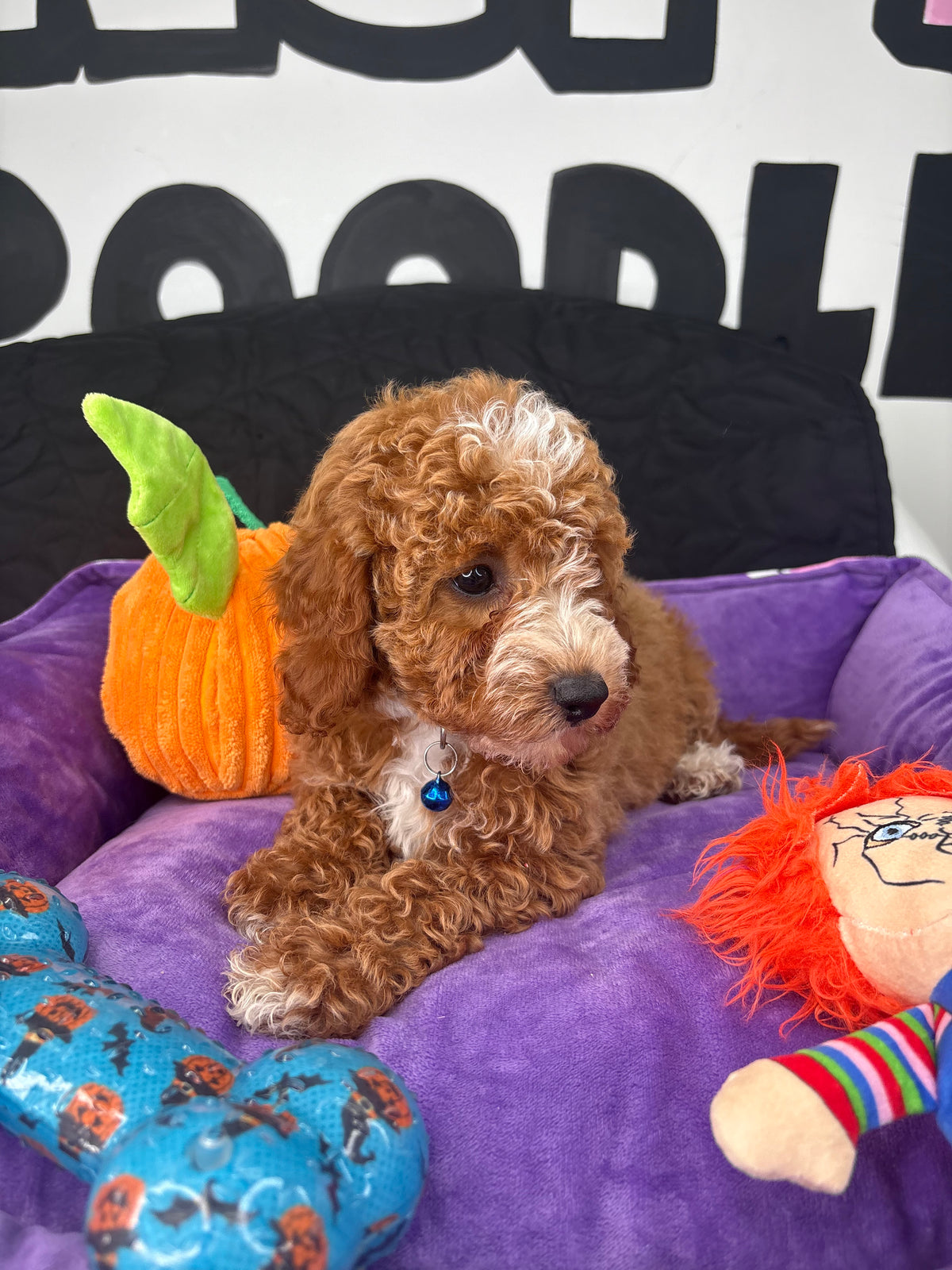 Red Male Miniture Poodle (Deposit Only, Please Read The Description Below‼️)
