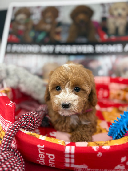 Red And White Male Teacup Poodle (Deposit Only‼️Please Read The Description Below‼️)