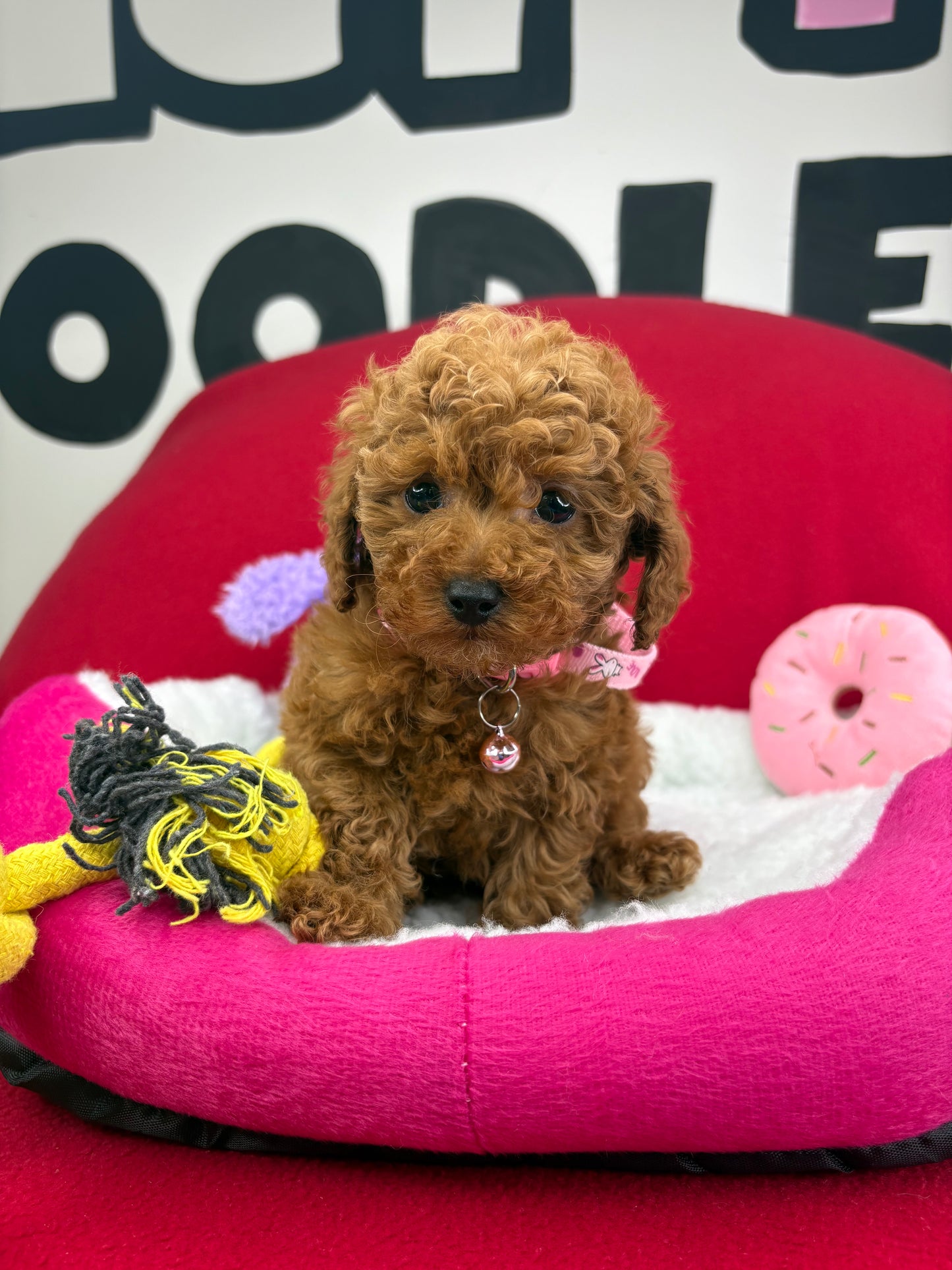 Red Male Teacup Poodle (Deposit Only‼️Please Read The Description Below‼️)