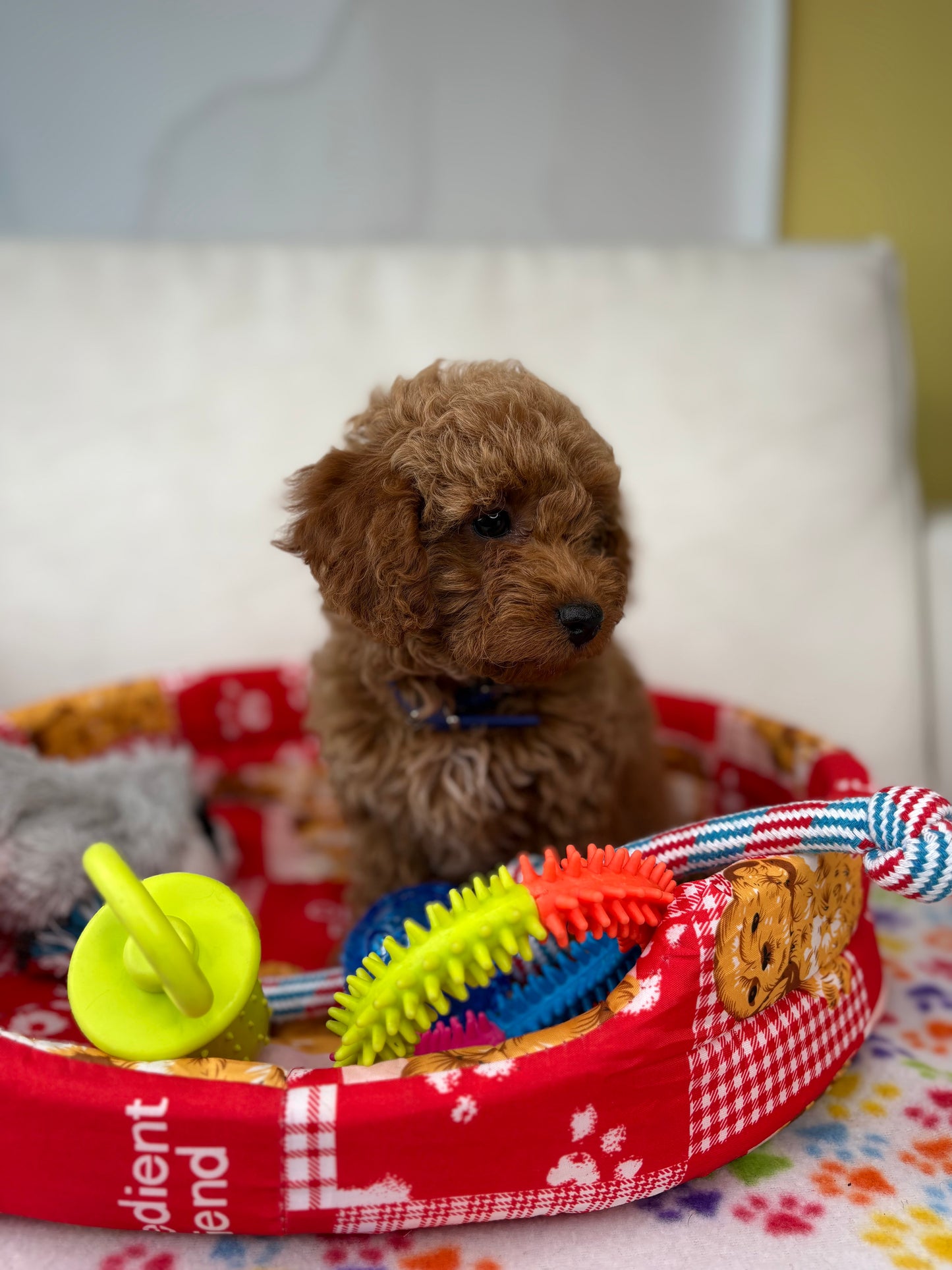 Apricot Female Toy Poodle (Deposit Only‼️Please Read The Description Below‼️)