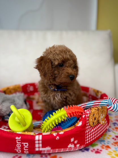 Apricot Female Toy Poodle (Deposit Only‼️Please Read The Description Below‼️)