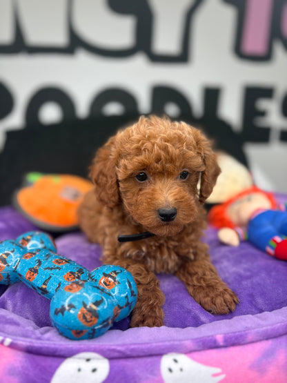 Red Male Teacup Poodle 🐩(Deposit Only ‼️ Please Read The DESCRIPTION Below‼️)
