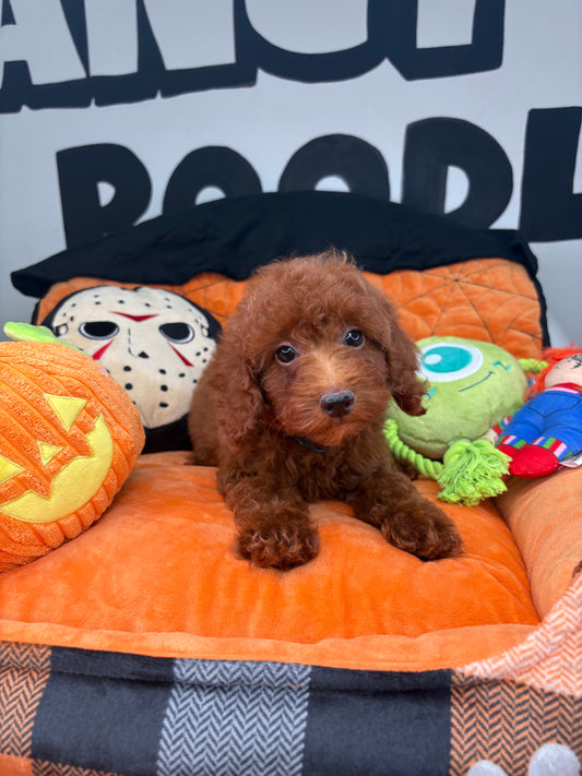 Red Male Toy Poodle ‼️ (Deposit Only Please Read The DESCRIPTION Below‼️