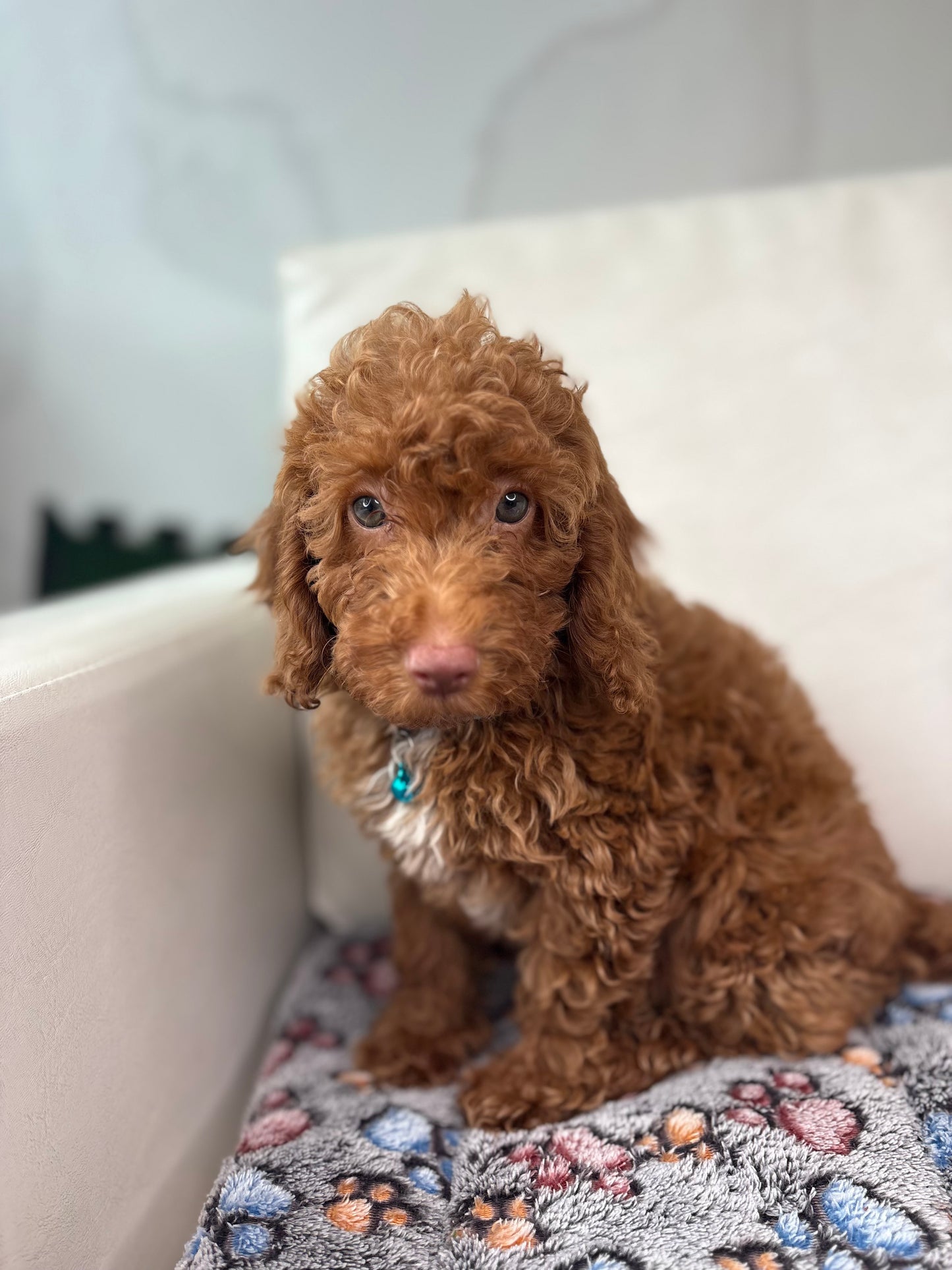 Red Nose Male Miniature Poodle PROMOTION PUP (Deposit Only ‼️ Please Read The DESCRIPTION Below‼️)