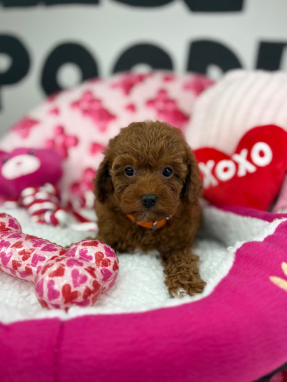 Dark Red Male Teacup Poodle (Deposit Only Please Read The DESCRIPTION Below‼️