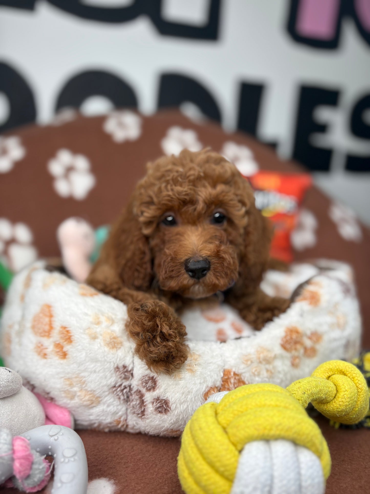 Red Male Miniature Poodle (Deposit Only ‼️ Please Read The DESCRIPTION Below‼️)