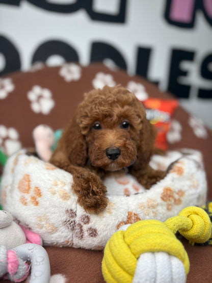 Red Male Miniature Poodle (Deposit Only ‼️ Please Read The DESCRIPTION Below‼️)