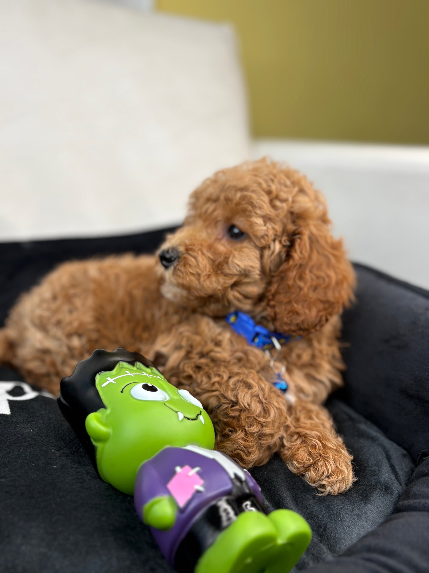 Apricot Male Miniature Poodle (Deposit Only ‼️ Please Read The DESCRIPTION Below‼️)