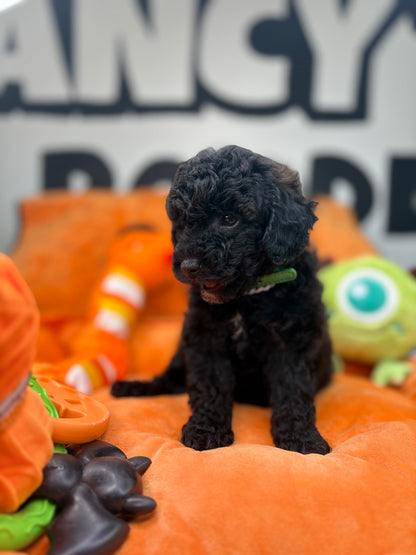 Tiny Black Male Toy Poodle 🐩 (Deposit Only‼️Please Read The Description Below‼️)