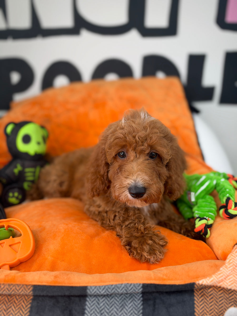 Red Female Miniture Poodle (Deposit Only, Please Read The Description Below‼️)