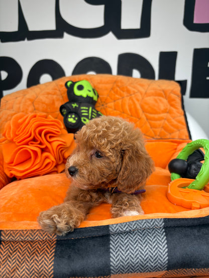 Red And White Female Toy Poodle ( Deposit Only, Please Read The DESCRIPTION Below‼️)