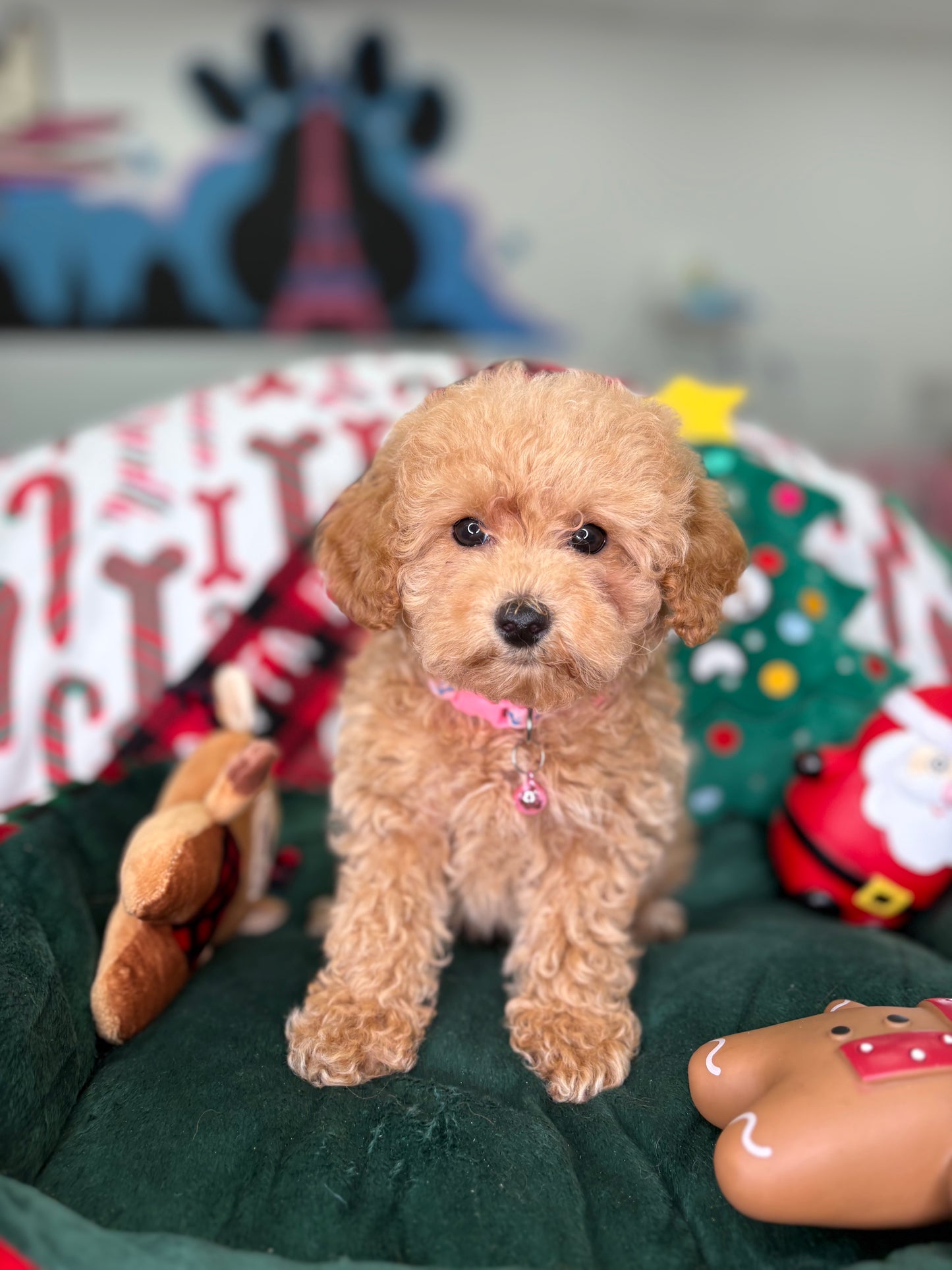 Apricot Male Toy Poodle (Deposit Only‼️ Please Read The DESCRIPTION Below‼️)