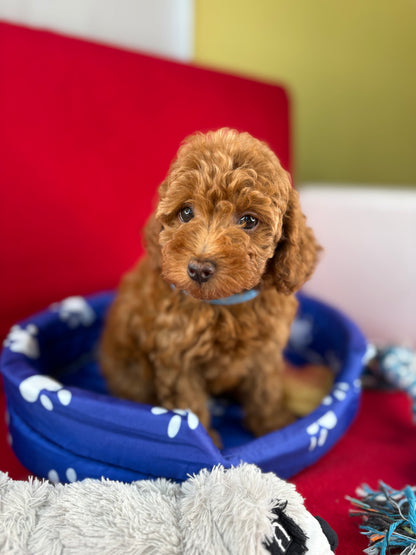 Red Female Toy Poodle (Deposit Only‼️Please Read The Description Below‼️)
