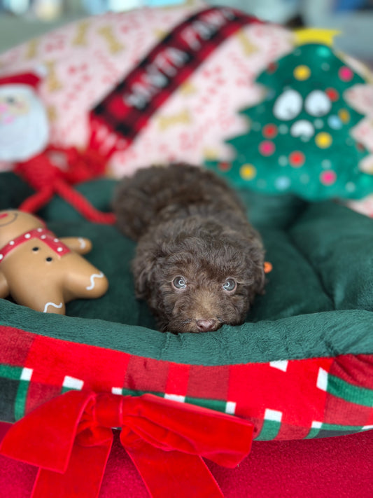 Dark Chocolate Male Micro Poodle (Deposit Only‼️Please Read The Description Below‼️)