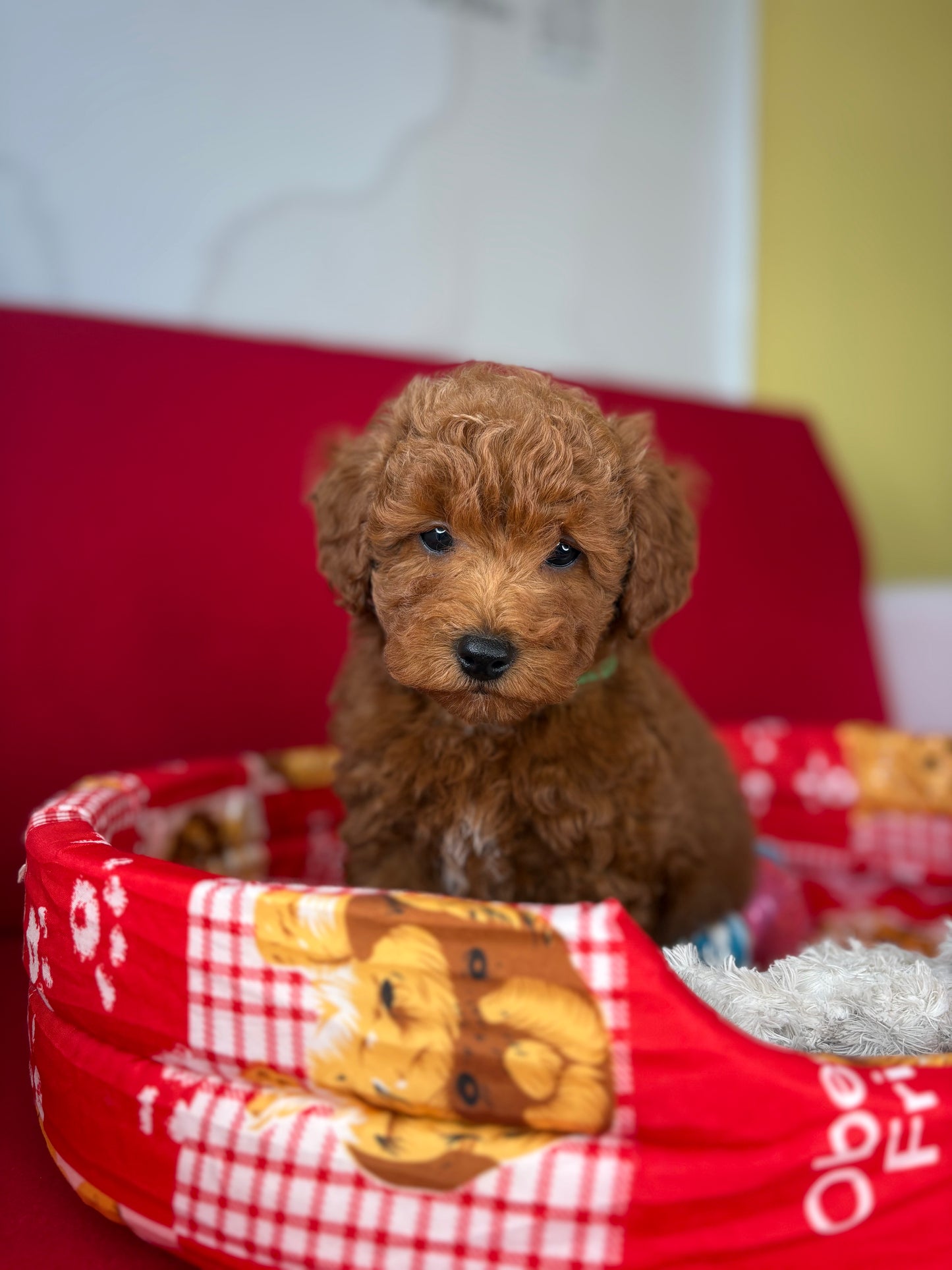 Red Male Toy Poodle 🐩 (Deposit Only‼️Please Read The Description Below‼️)