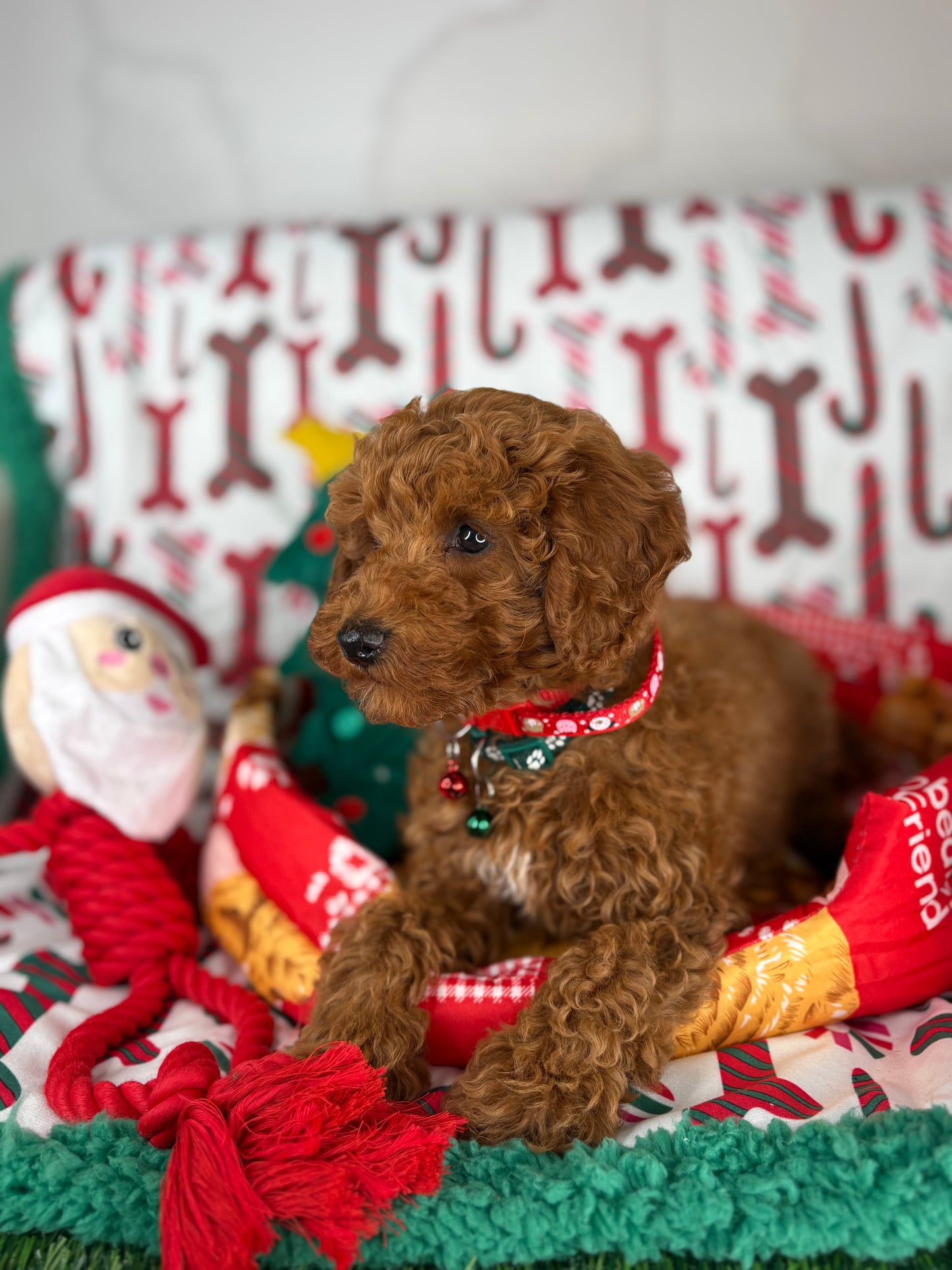 Red Male Miniature Poodle  (Deposit Only ‼️ Please Read The DESCRIPTION Below‼️)