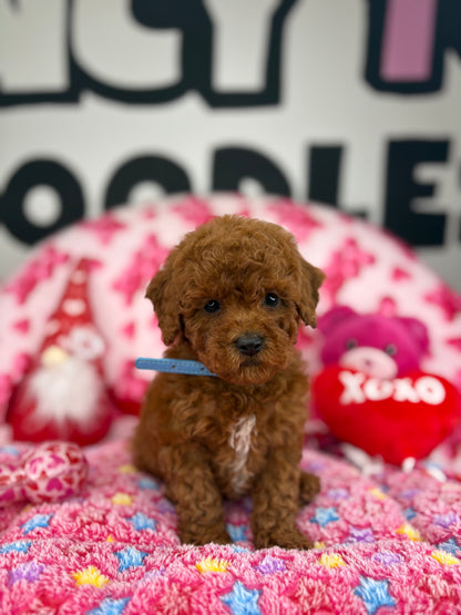 “Rojo” The Dark Red Male Teacup Poodle (Deposit Only‼️ Please Red The DESCRIPTION Below‼️)