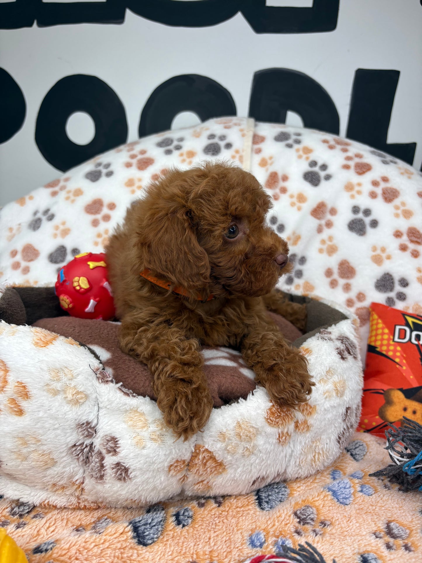 Red Male (Red Nose) Toy Poodle (Deposit Only ‼️ Please Read DESCRIPTION Below‼️)